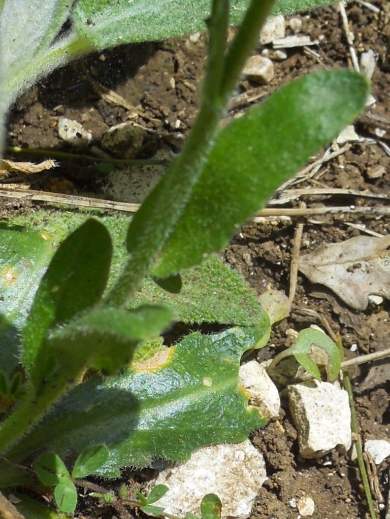 Fiore bianco 3 - Arabis sp.